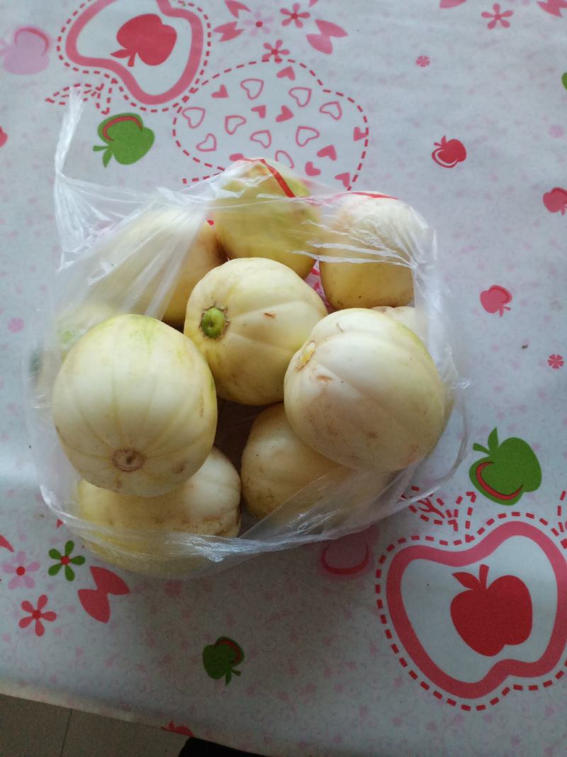 甜香瓜