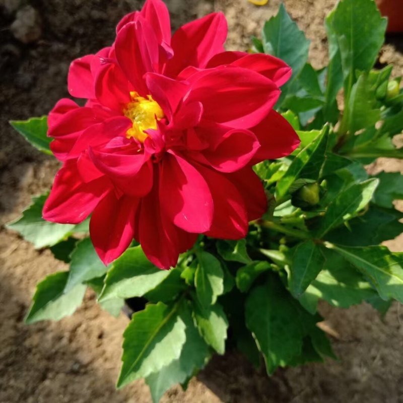绿化，零售专用小丽花，基地直销，大量有货，可以实地考察