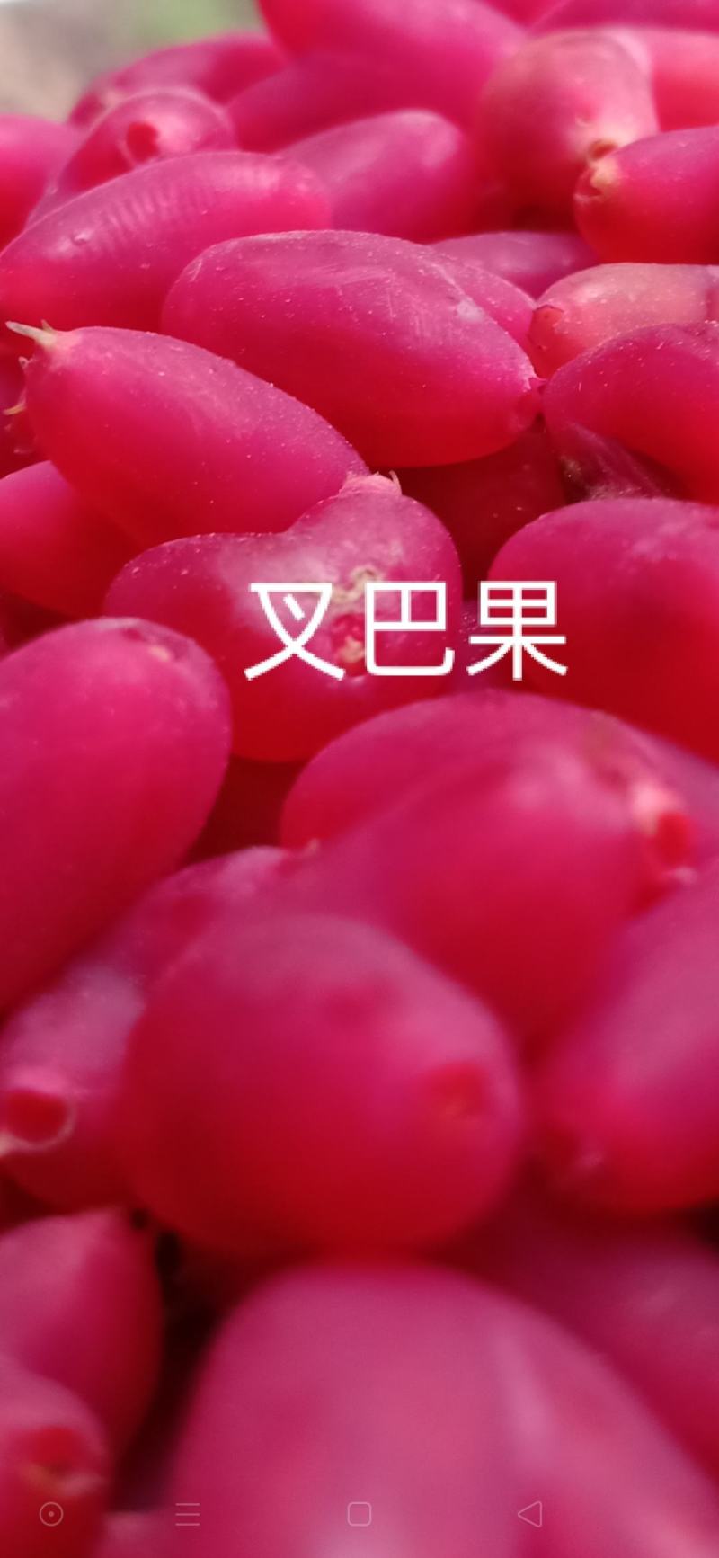 叉巴果苗，夫妻果，情侣果。早熟果实，无核，。。。