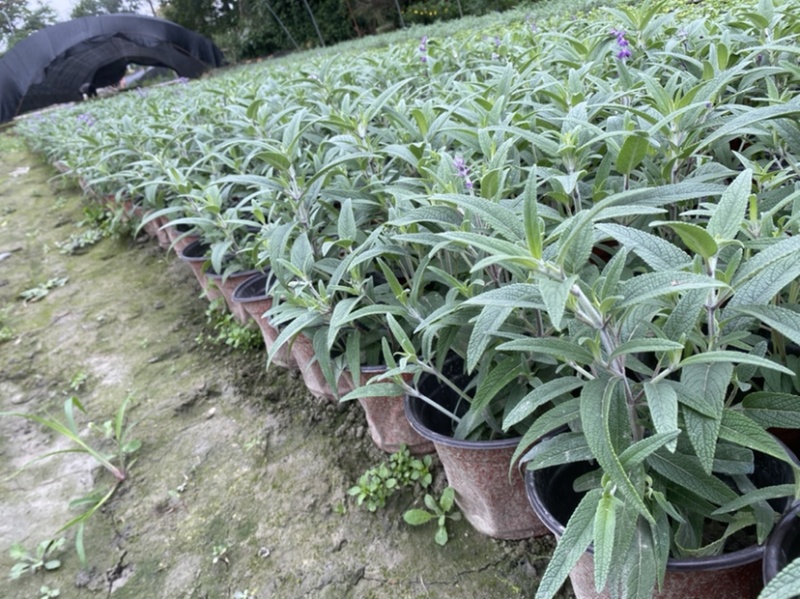 墨西哥鼠味草