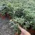 墨西哥鼠味草