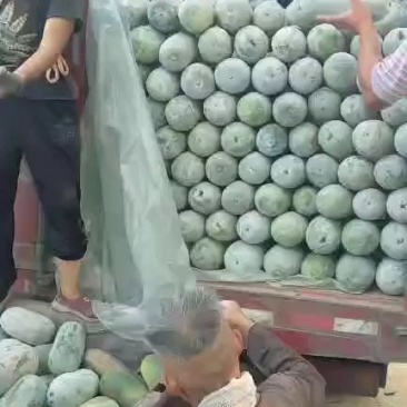 精品水果冬瓜正在装货中，上千亩的种植面积，供应各个城市场