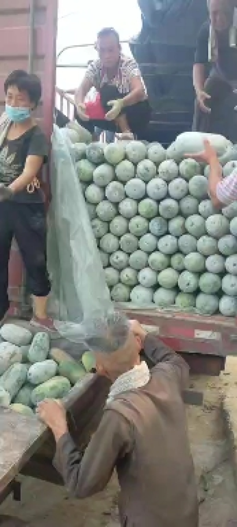 精品水果冬瓜正在装货中，上千亩的种植面积，供应各个城市场