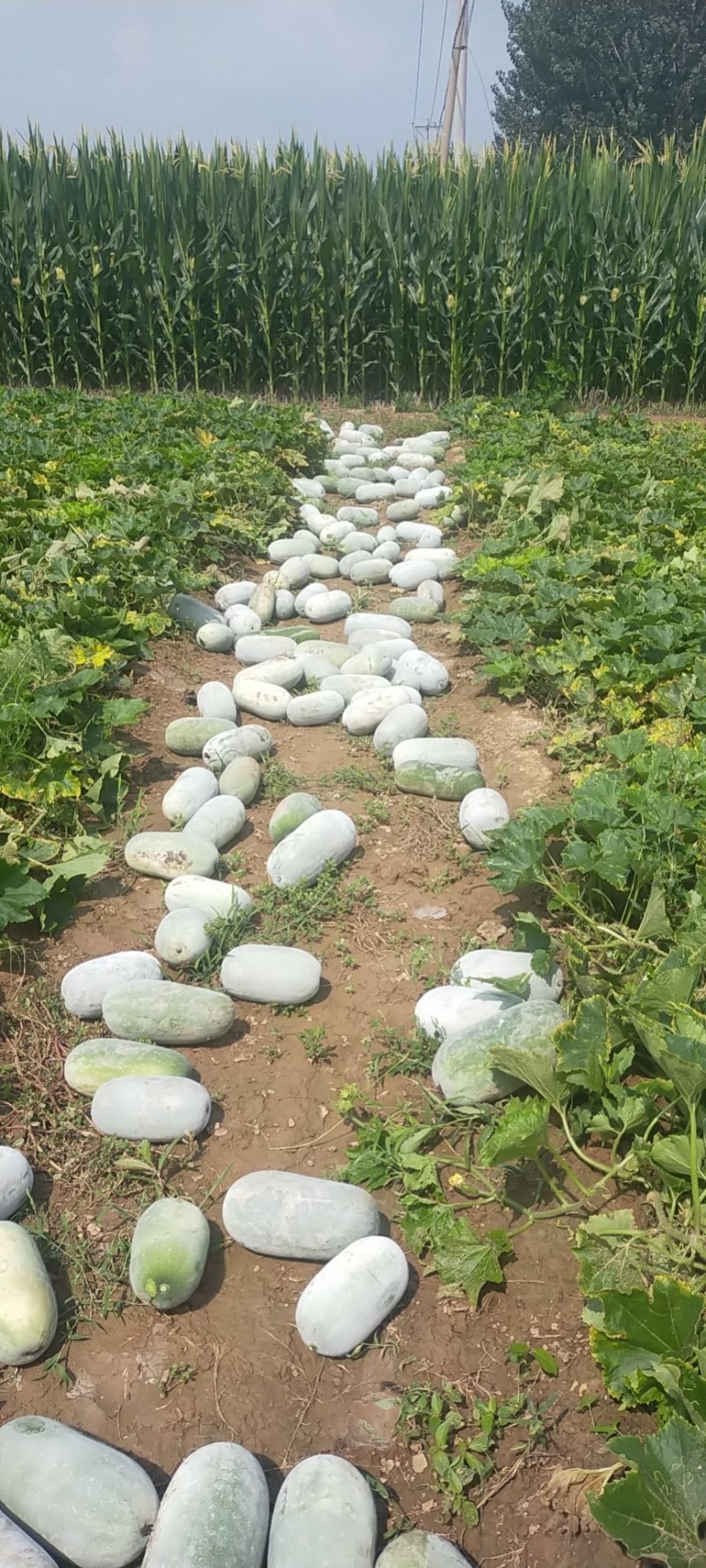 精品水果冬瓜正在装货中，上千亩的种植面积，供应各个城市场