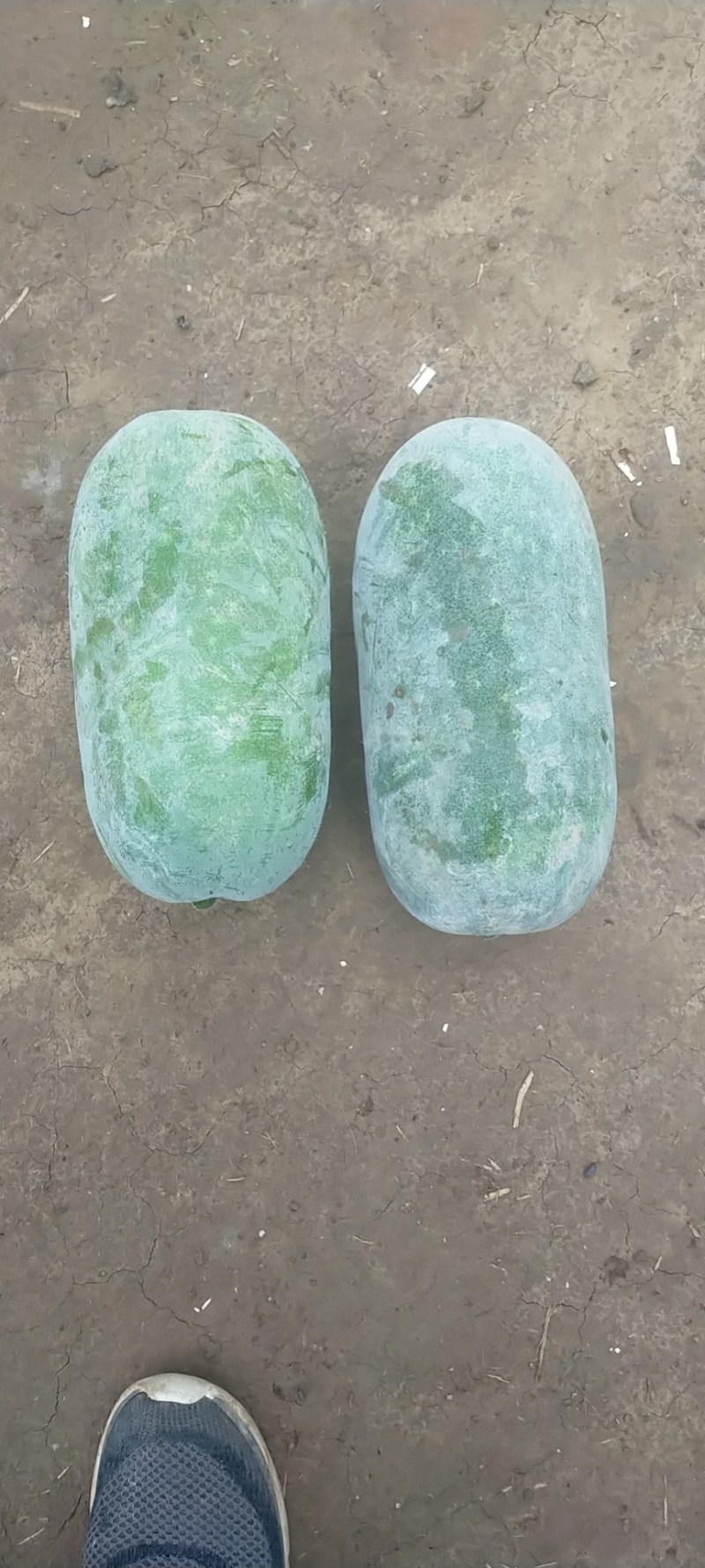 精品水果冬瓜正在装货中，上千亩的种植面积，供应各个城市场