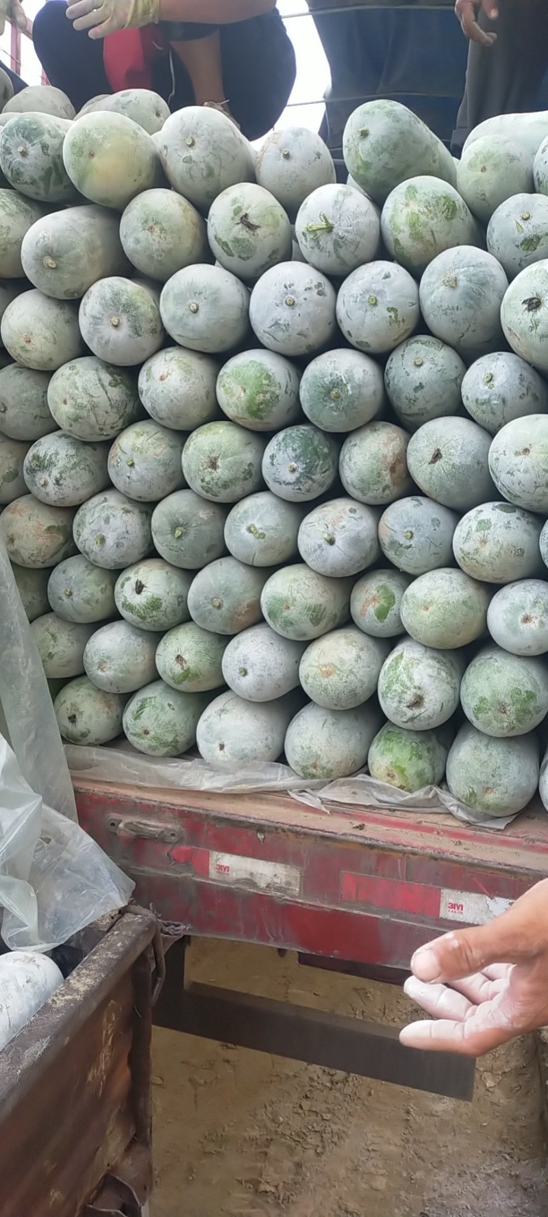 精品水果冬瓜正在装货中，上千亩的种植面积，供应各个城市场