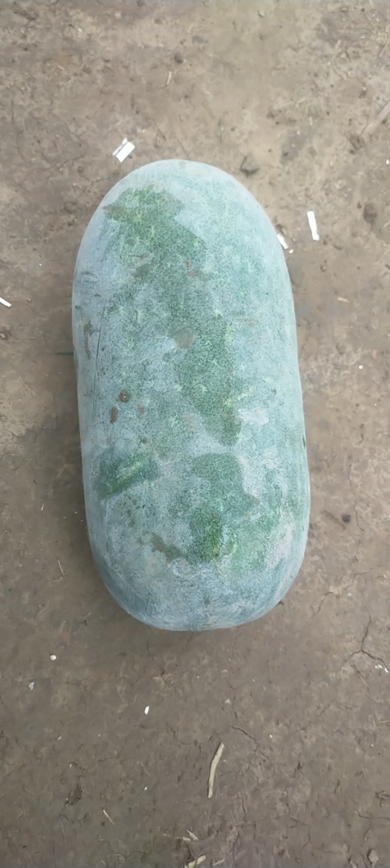 精品水果冬瓜正在装货中，上千亩的种植面积，供应各个城市场