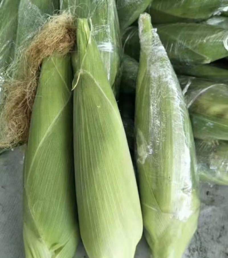 玉米白糯