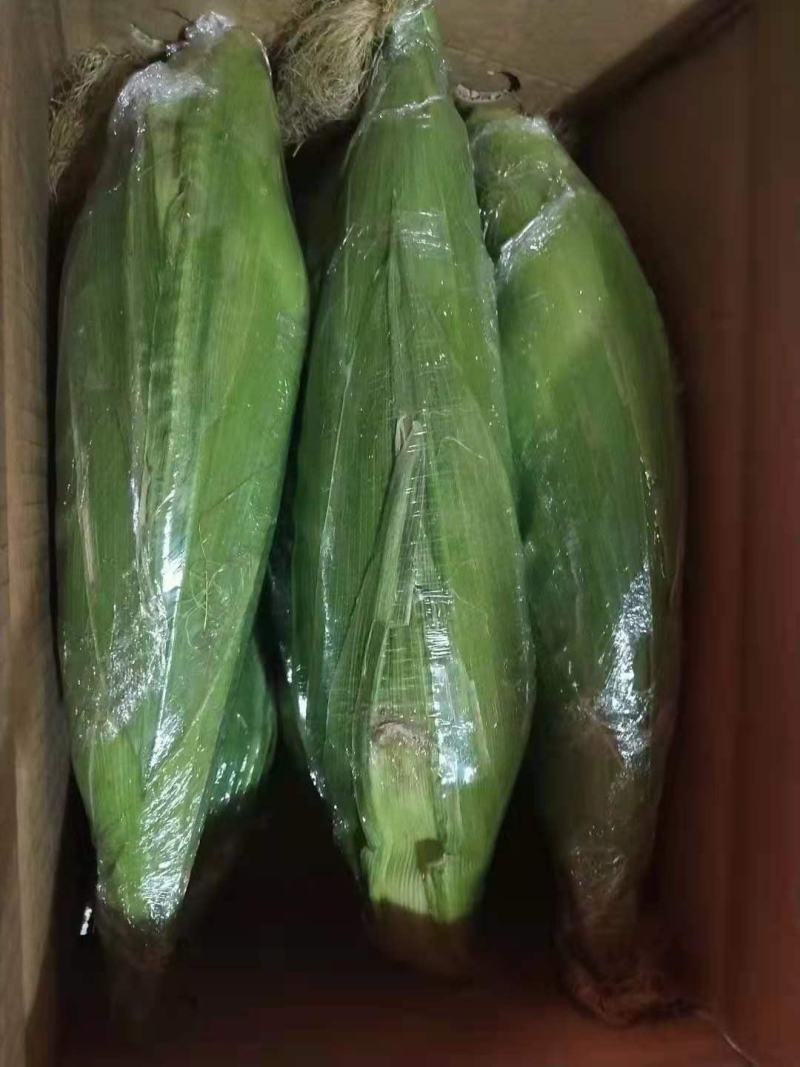 玉米白糯