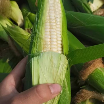 玉米白糯