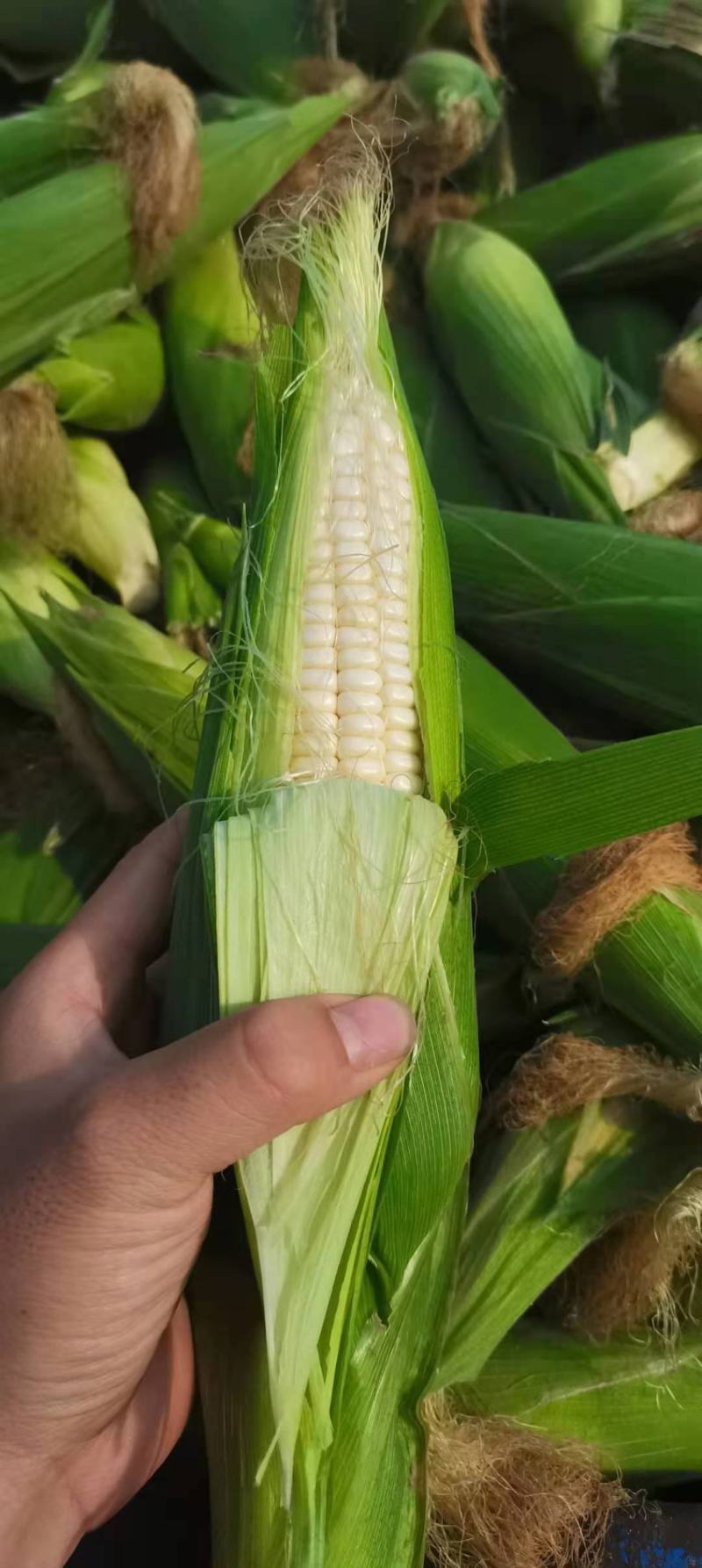 玉米白糯