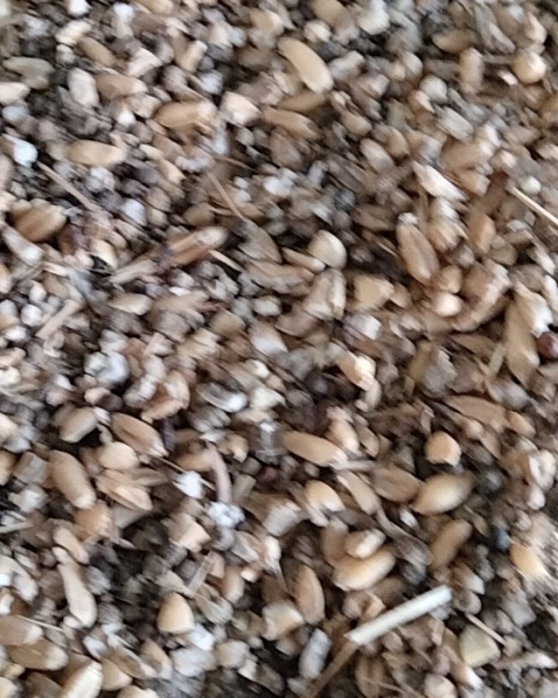优质碎小麦，常年供应，饲料专用，适合养殖