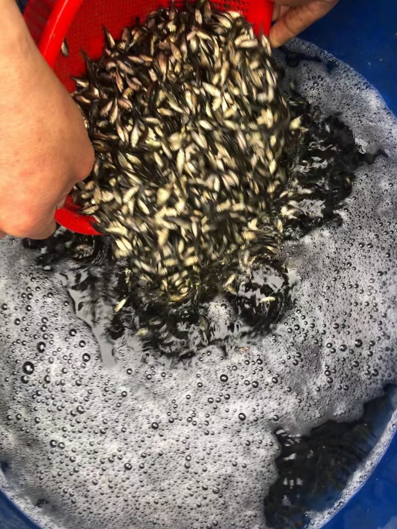 淡水鱼苗水花寸片夏花大量出货