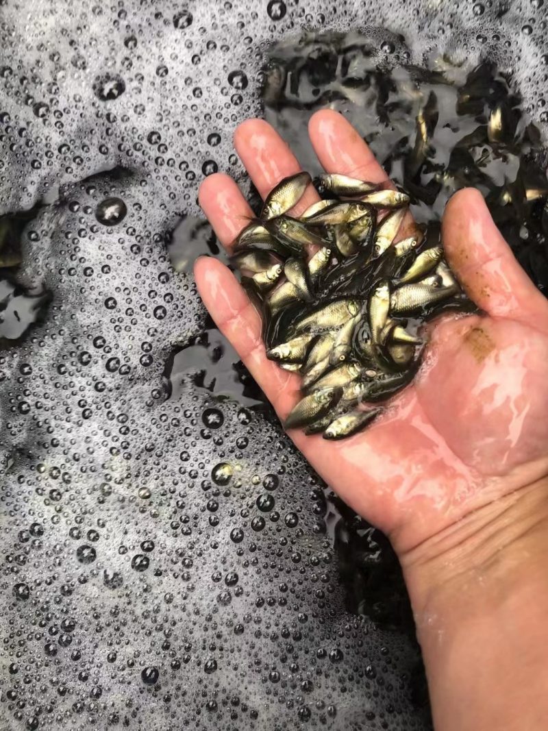 淡水鱼苗水花寸片夏花大量出货