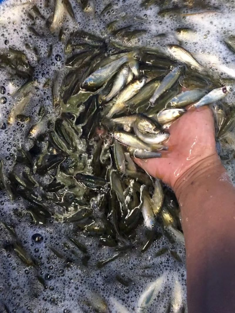 淡水鱼苗水花寸片夏花大量出货