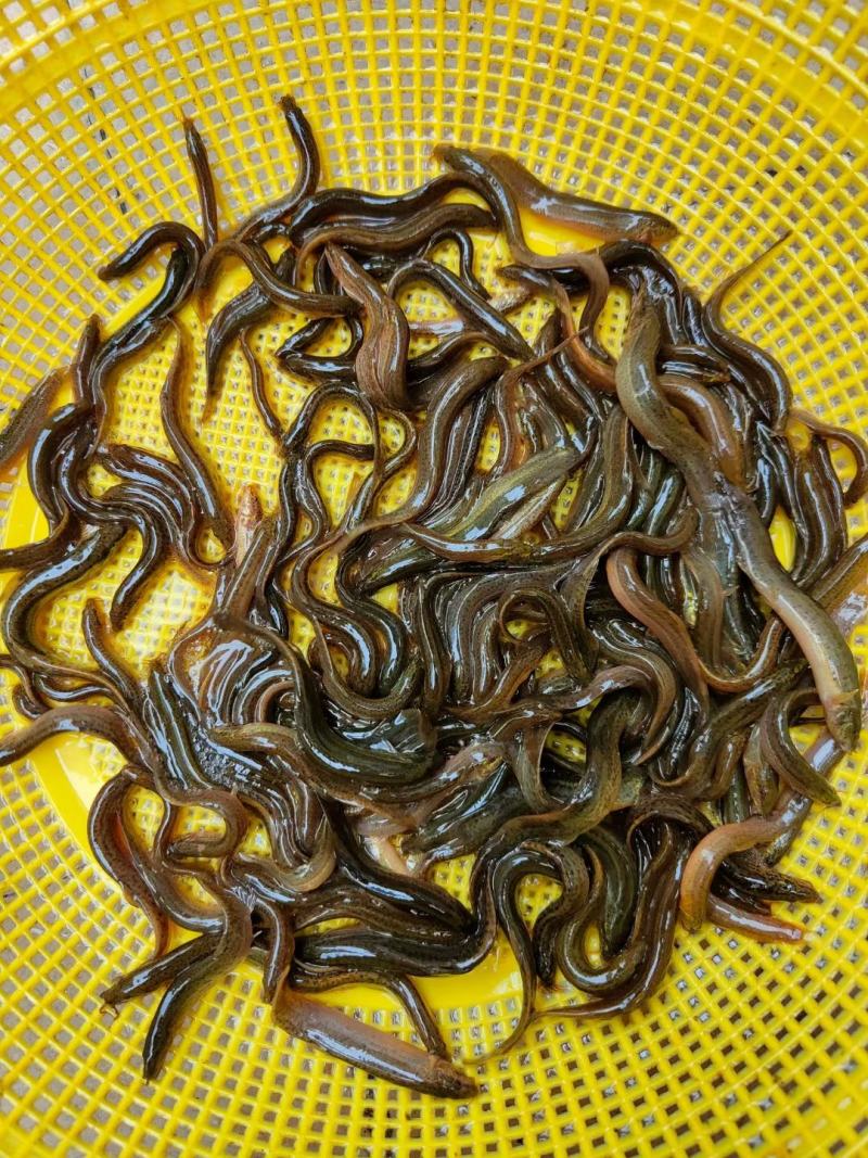 优质品种台湾泥鳅正宗泥鳅苗泥鳅水花苗场地直供