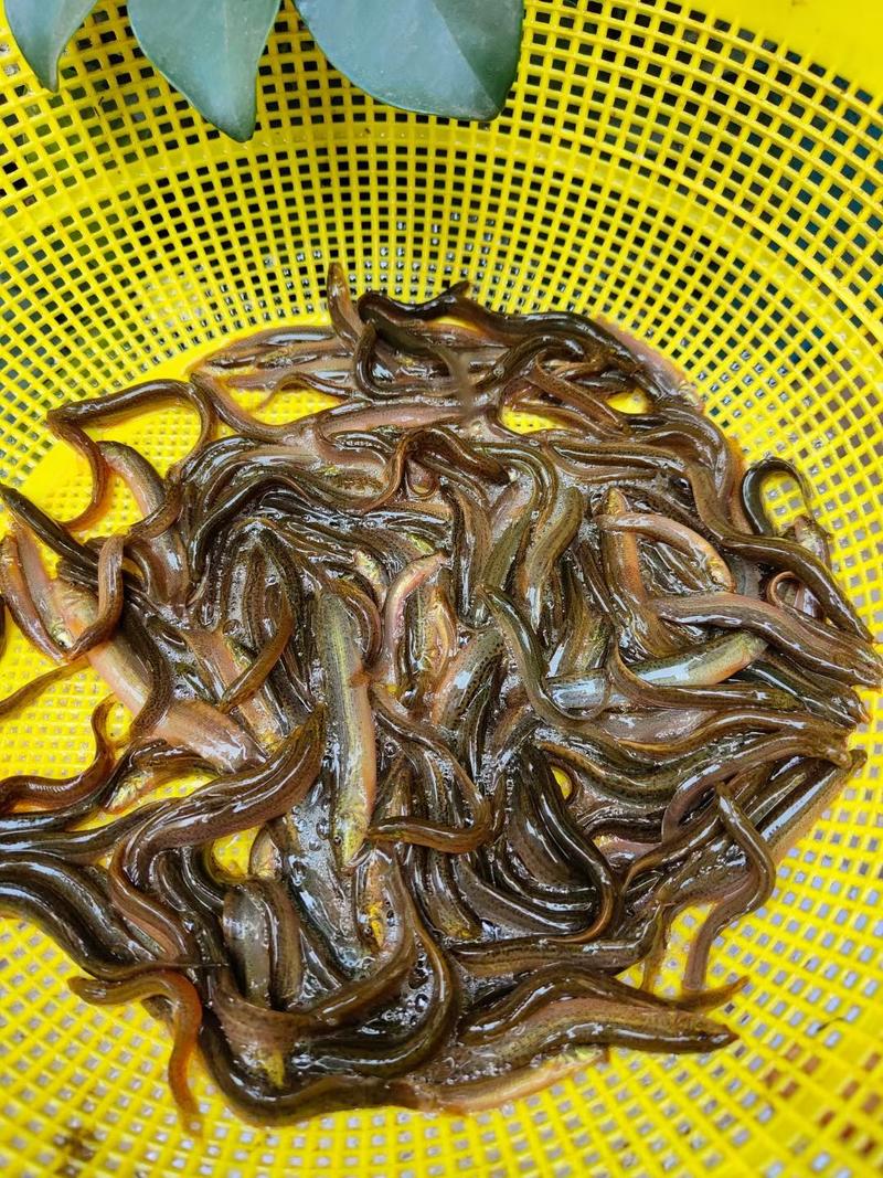 优质品种台湾泥鳅正宗泥鳅苗泥鳅水花苗场地直供
