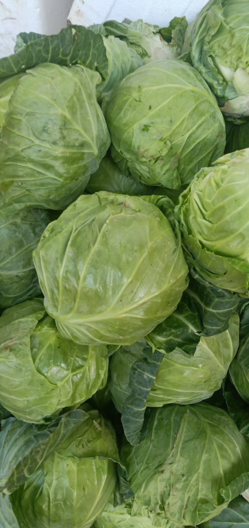 甘蓝，圆包菜，包菜，花白，绿甘蓝，三原圆包菜量大从优