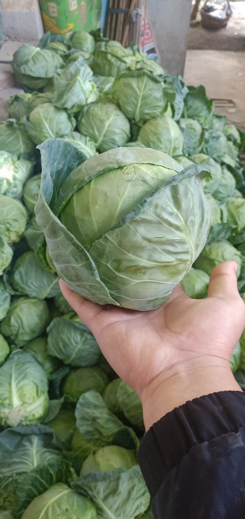 甘蓝，圆包菜，包菜，花白，绿甘蓝，三原圆包菜量大从优