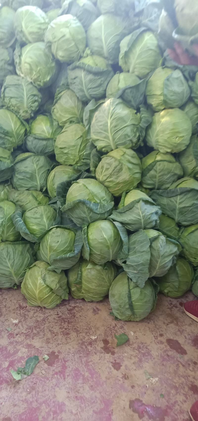 甘蓝，圆包菜，包菜，花白，绿甘蓝，三原圆包菜量大从优
