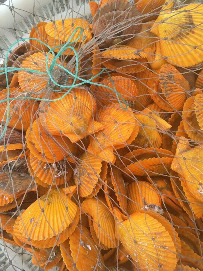 扇贝食用鲜活一斤10只