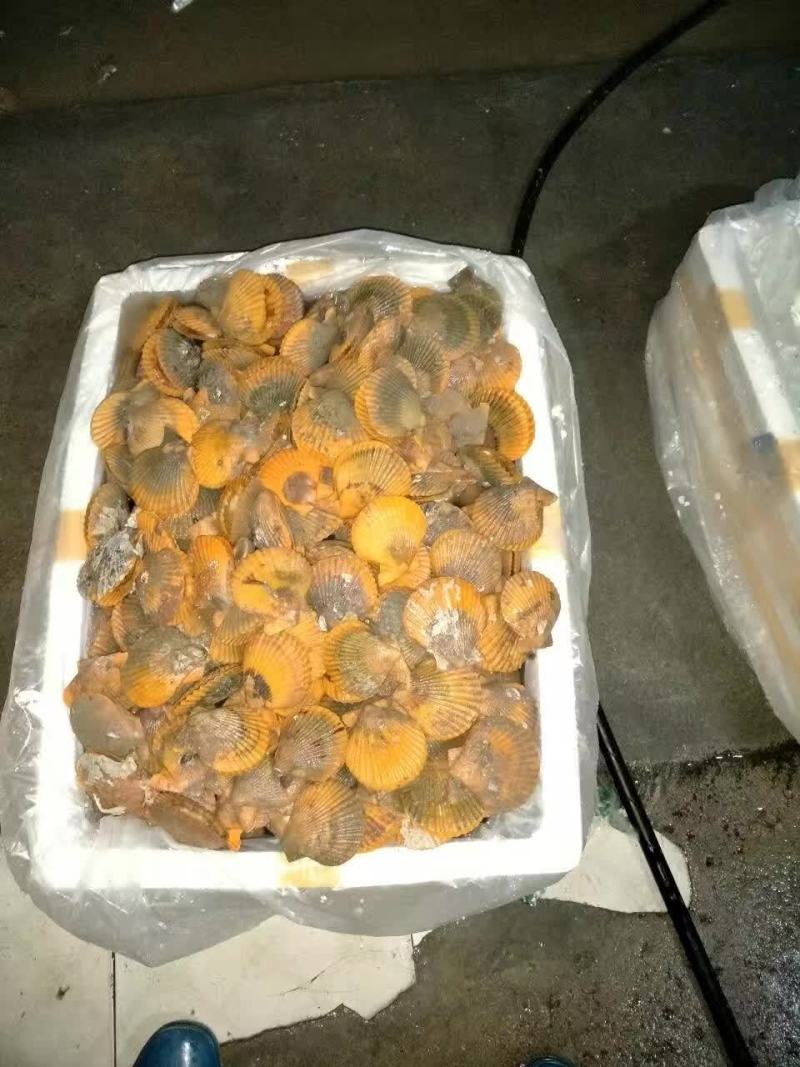 扇贝食用鲜活一斤10只