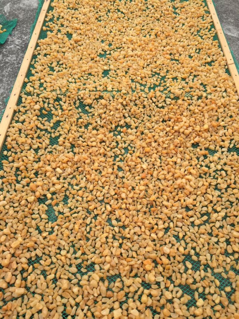 扇贝食用鲜活一斤10只