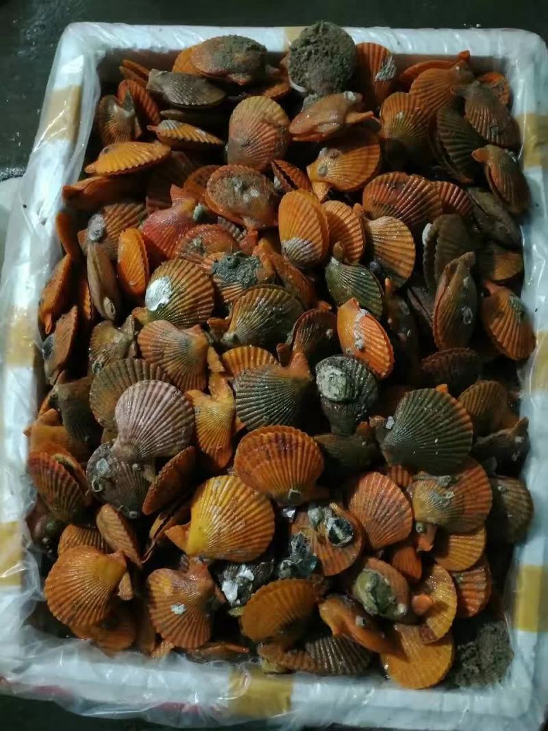 扇贝食用鲜活一斤10只