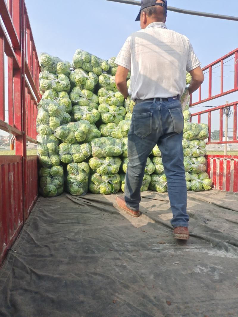 【推荐】精品圆甘蓝大量有货质量保证可视频看货欢迎来电