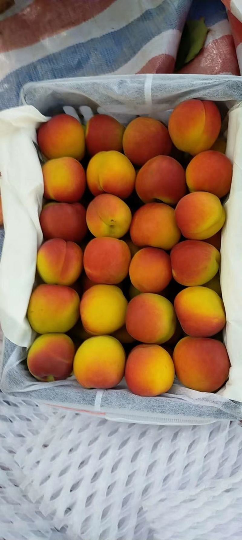 太平红杏，河滩沙土地，酸中带甜，肉厚甜核，汁水饱满