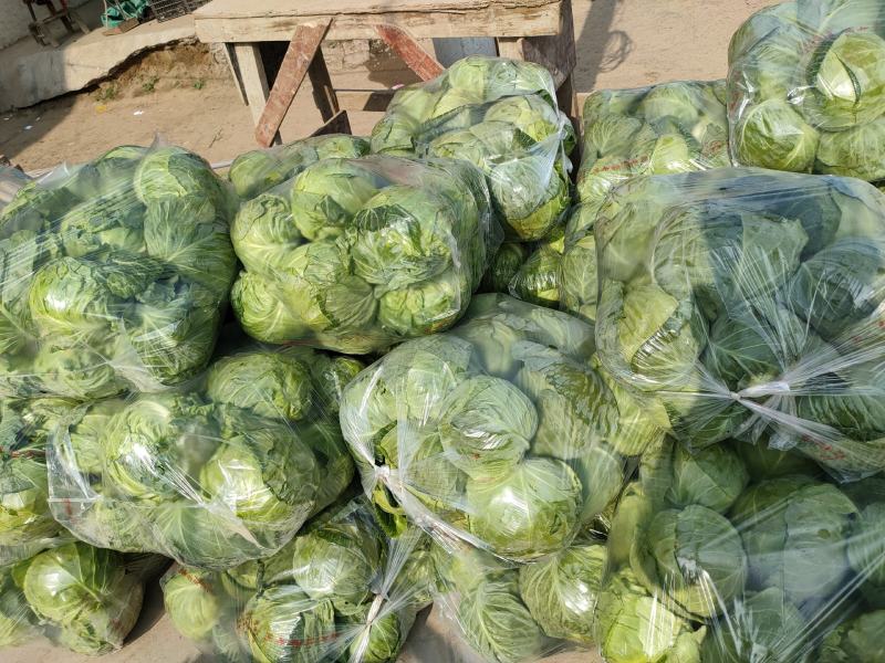 甘蓝大量上市，品质好，价格低。无斑，无虫眼，个头两斤左右