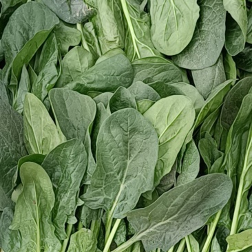 精品波菜
