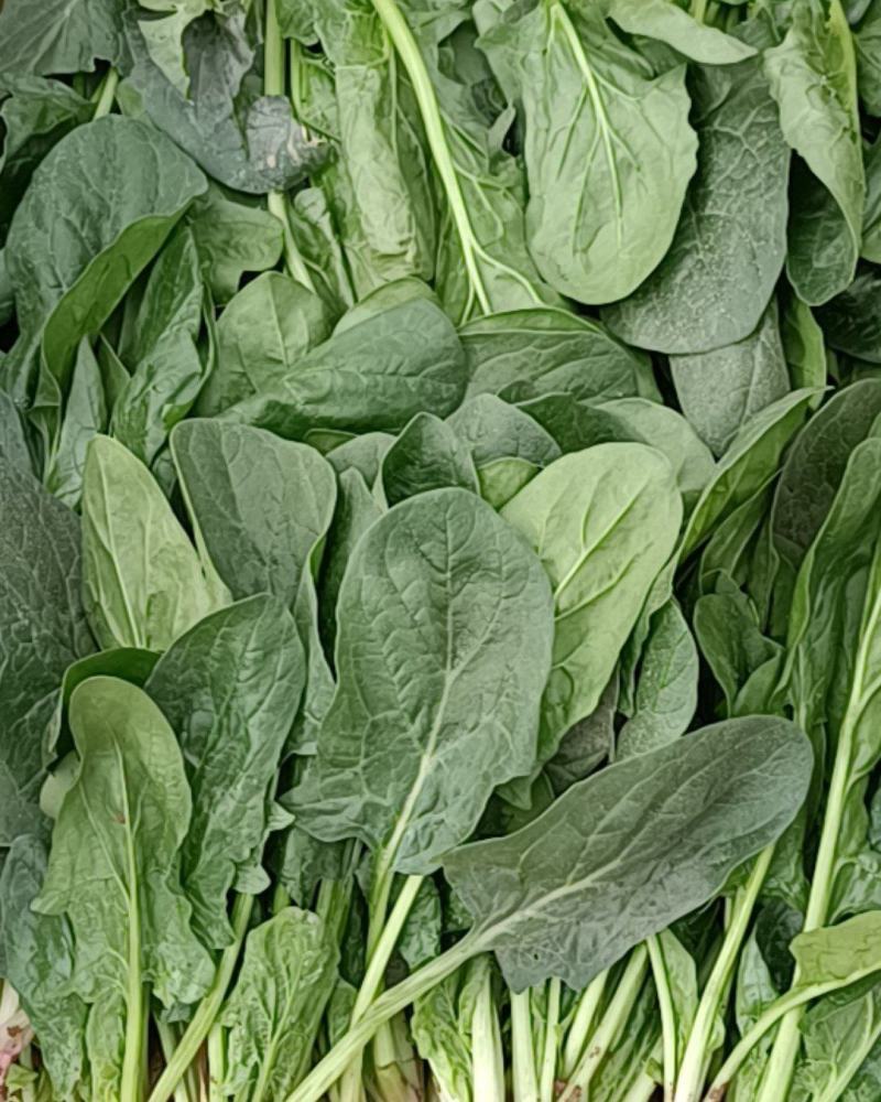 精品波菜