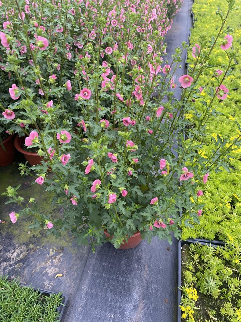 小花木槿/360天开花神器/多年生乔灌木/