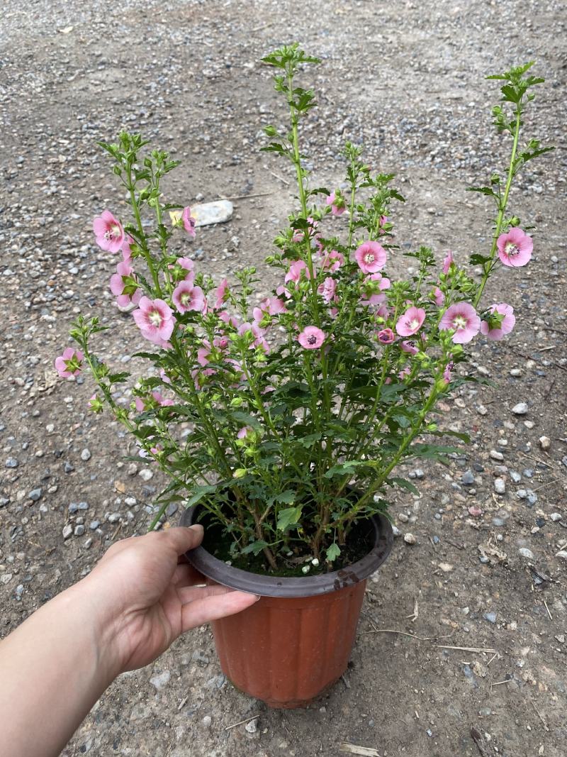 小花木槿/360天开花神器/多年生乔灌木/