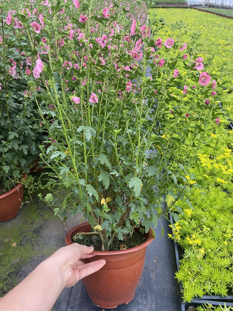 小花木槿/360天开花神器/多年生乔灌木/