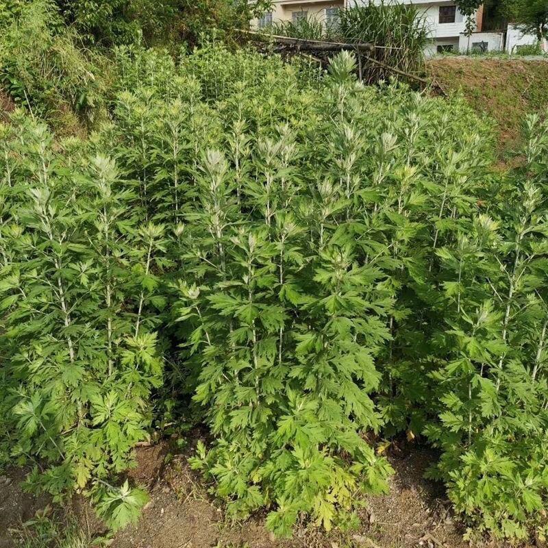 端午节艾草加菖蒲