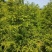 红豆杉基地直发诚信经营。树形美观，欢迎选购，量大从优