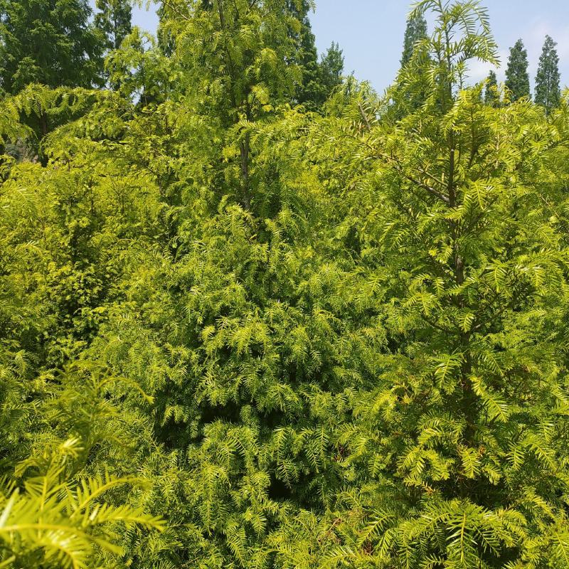 红豆杉基地直发诚信经营。树形美观，欢迎选购，量大从优
