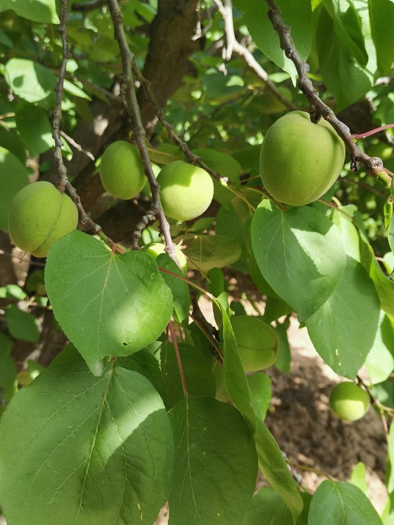 红梅杏，两边程不对称形状，离核，甜核，带玫瑰香味