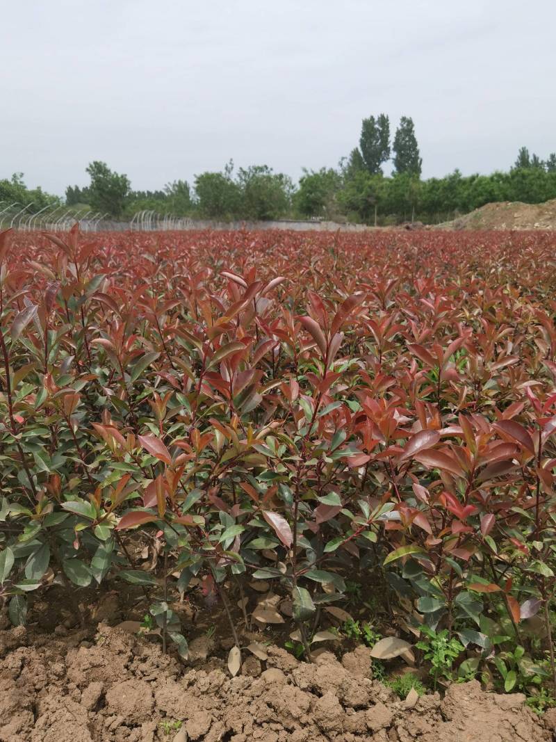 红叶石楠地被植物基地直销