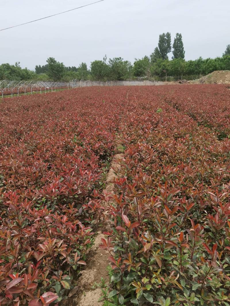 红叶石楠地被植物基地直销