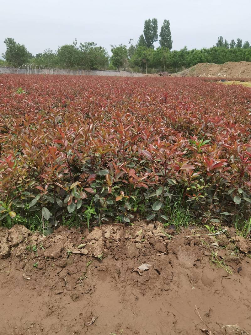 红叶石楠地被植物基地直销