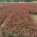 红叶石楠地被植物基地直销