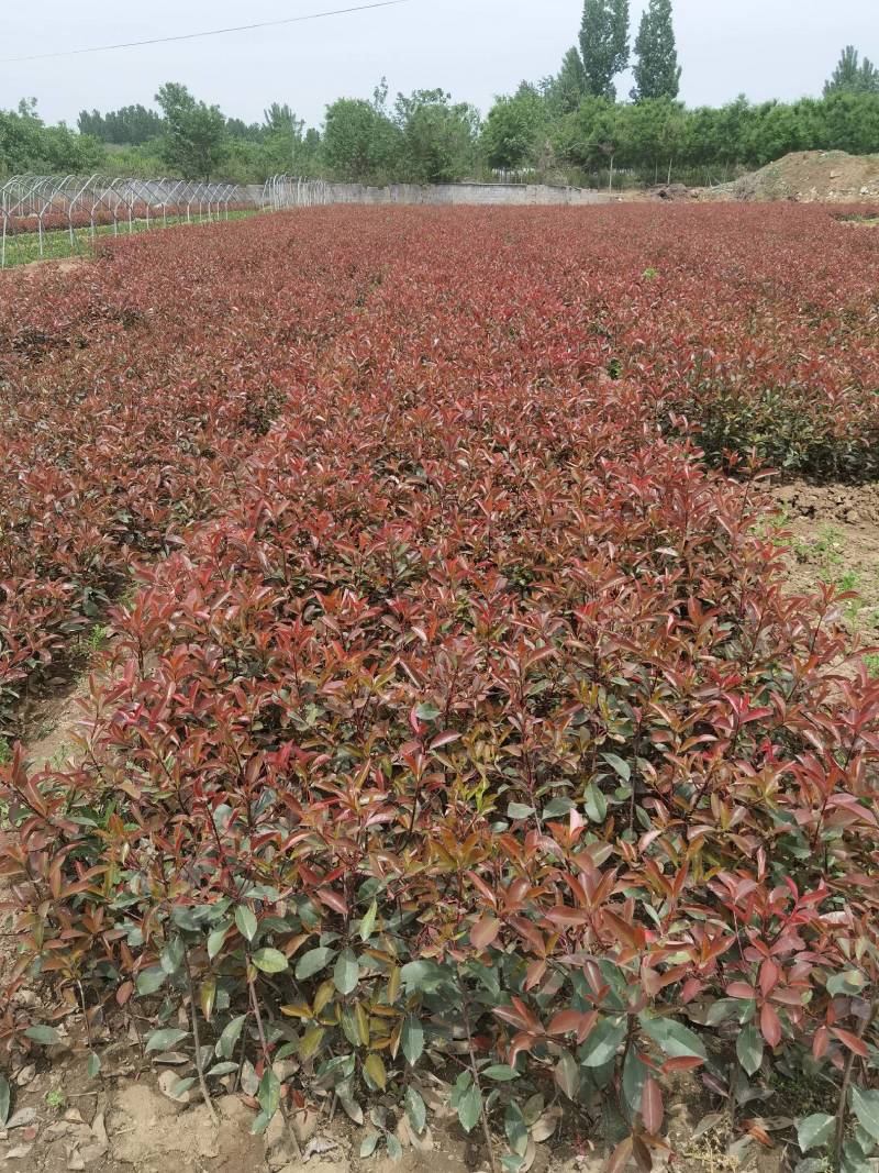 红叶石楠地被植物基地直销