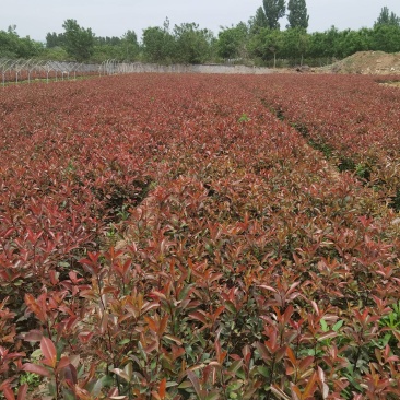 红叶石楠地被植物基地直销