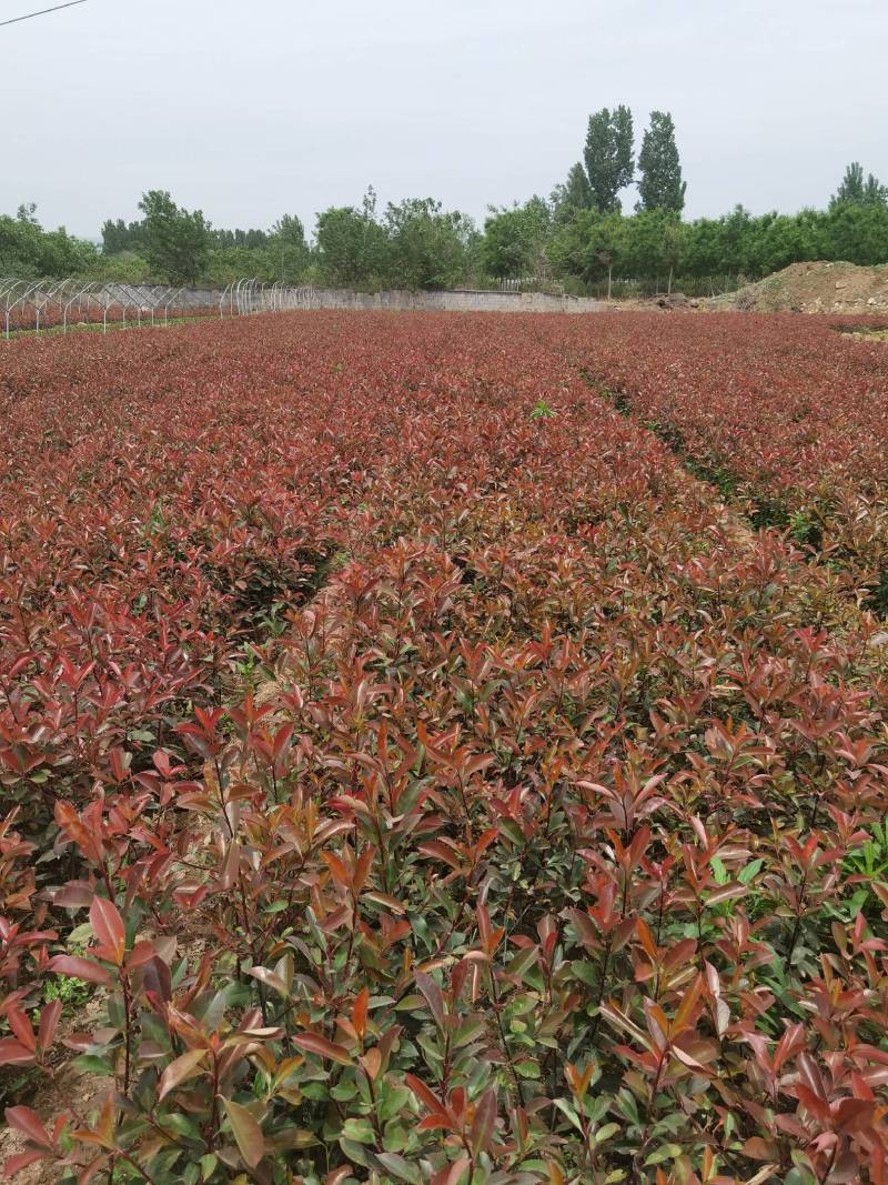 红叶石楠地被植物基地直销