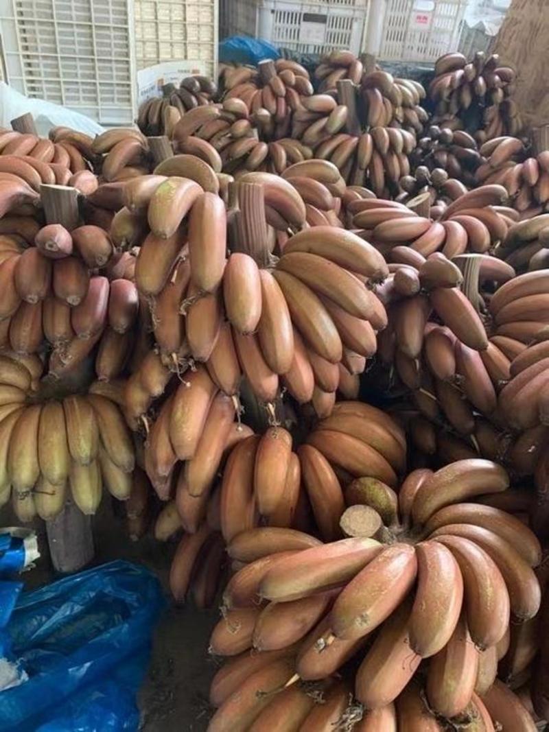 红美人蕉新鲜现摘当季时令水果红皮香蕉5/8/9斤包邮