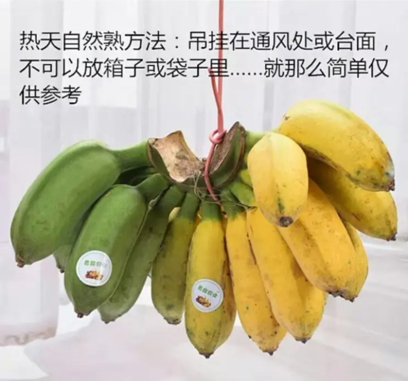 红美人蕉新鲜现摘当季时令水果红皮香蕉5/8/9斤包邮