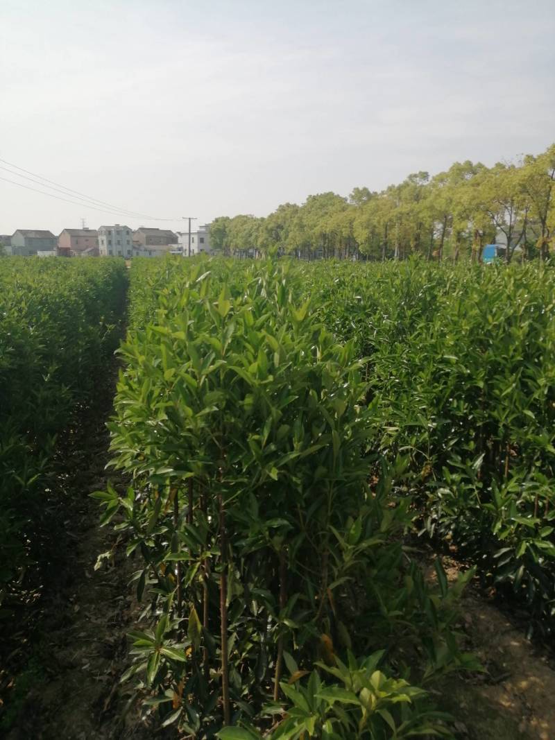 法国冬青珊瑚树，一手货源，产地直发，各种规格